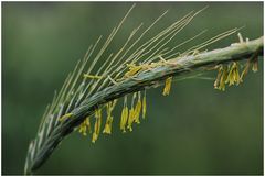 Nach der Blüte