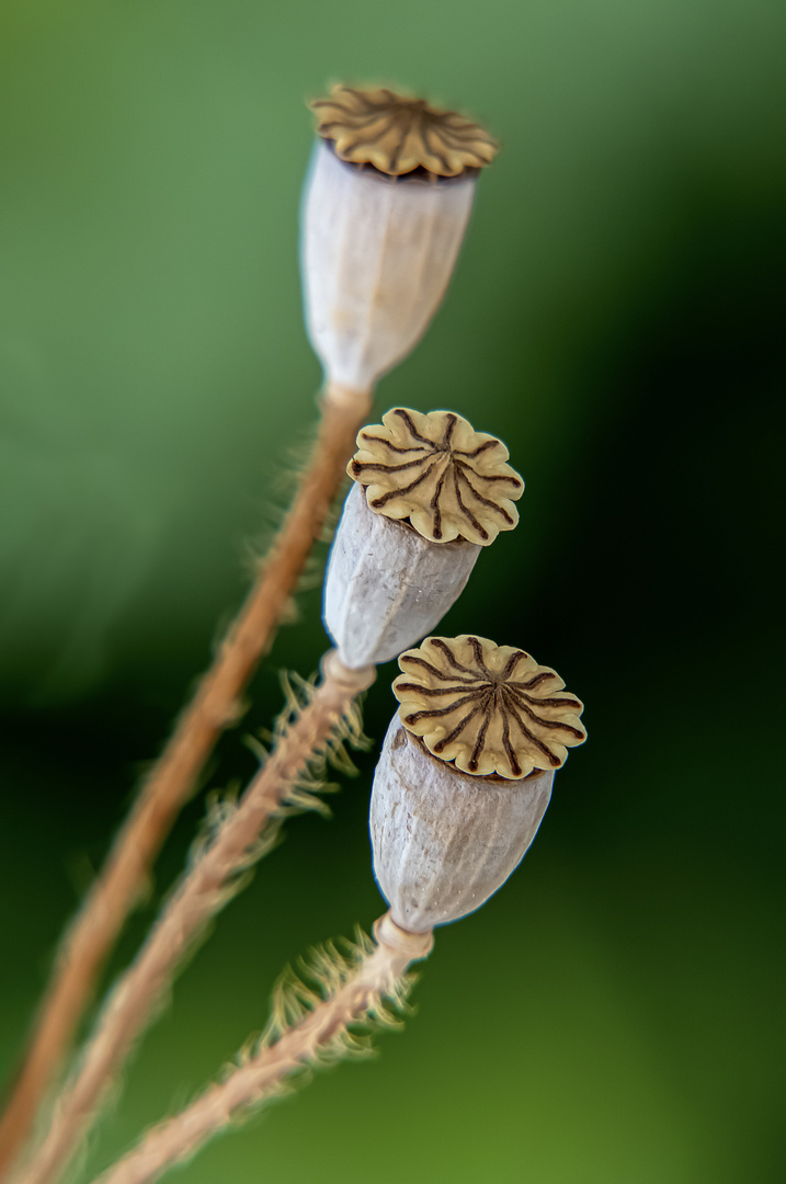 Nach der Blüte