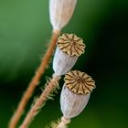 Nach der Blüte