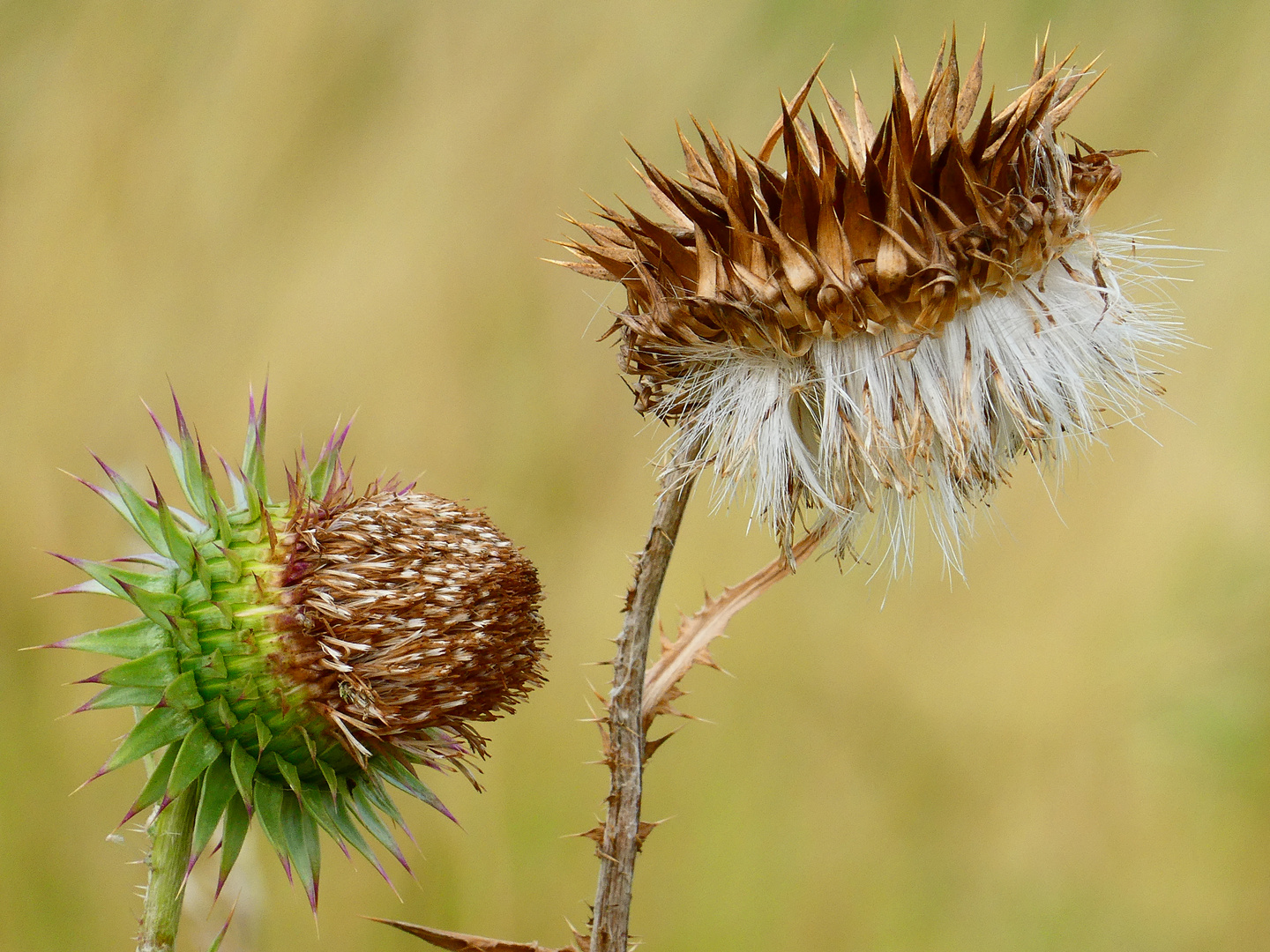 Nach der Blüte