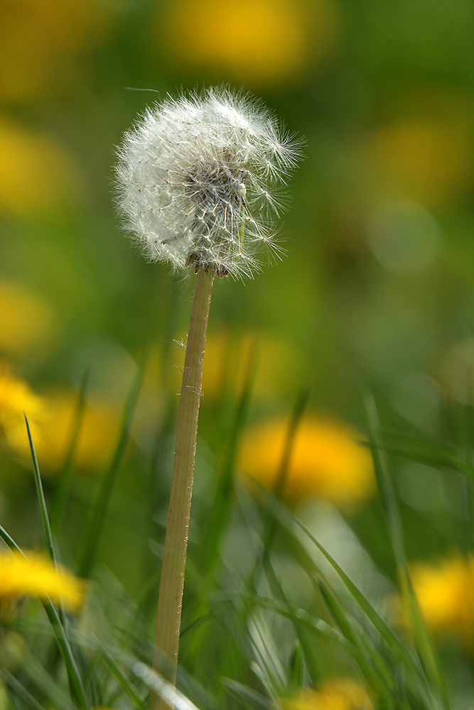 nach der Blüte