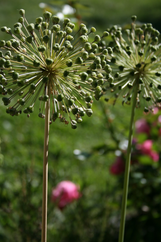 nach der Blüte