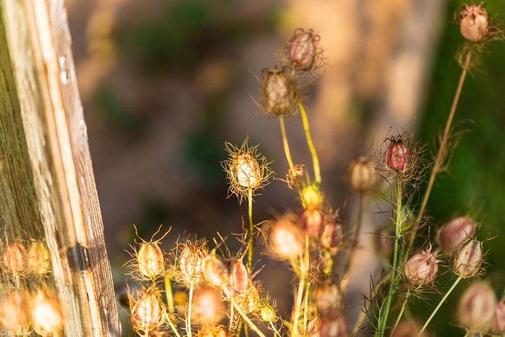 Nach der Blüte