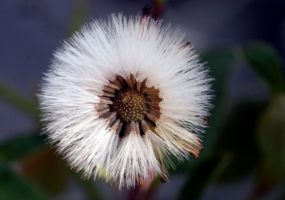 Nach der Blüte