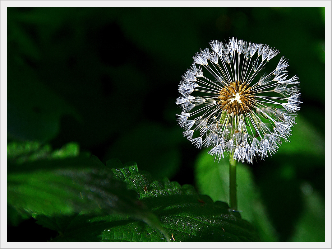 Nach der Blüte