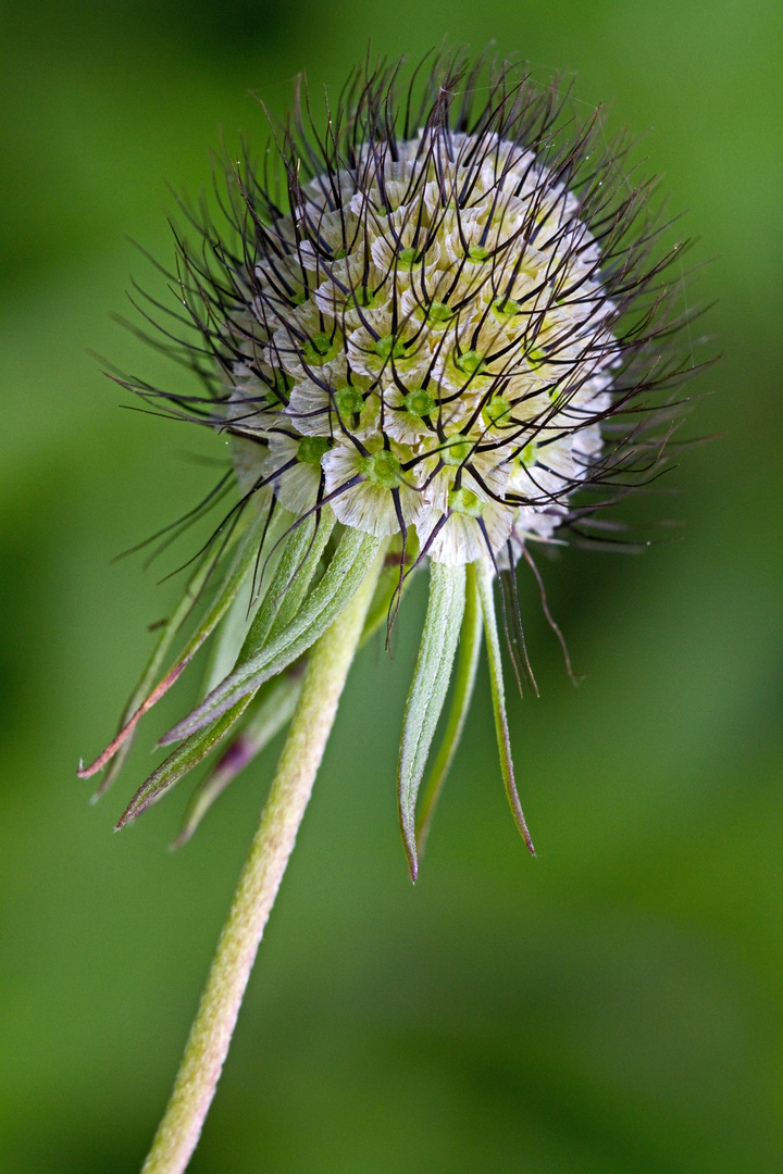 Nach der Blüte