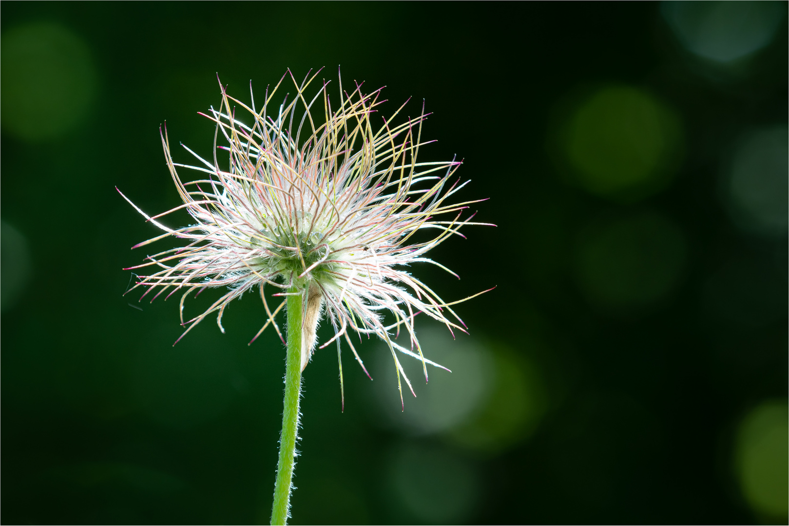 nach der Blüte