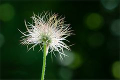 nach der Blüte