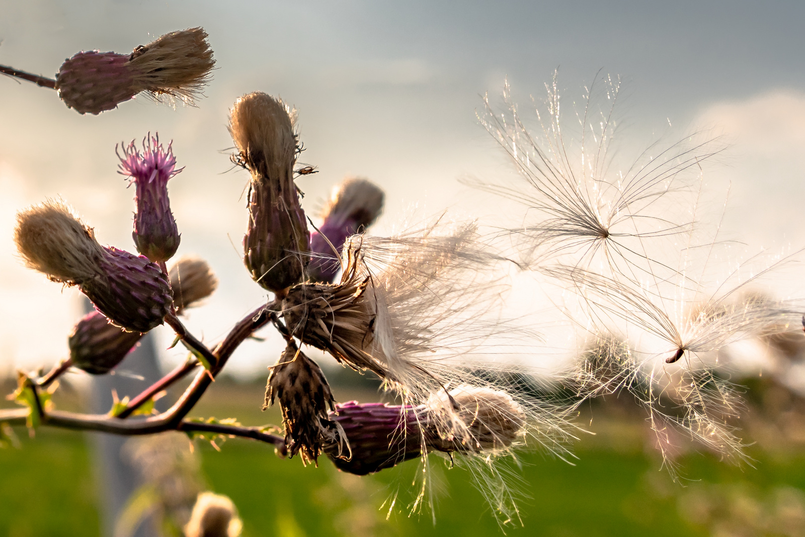 [...  nach der Blüte ...]