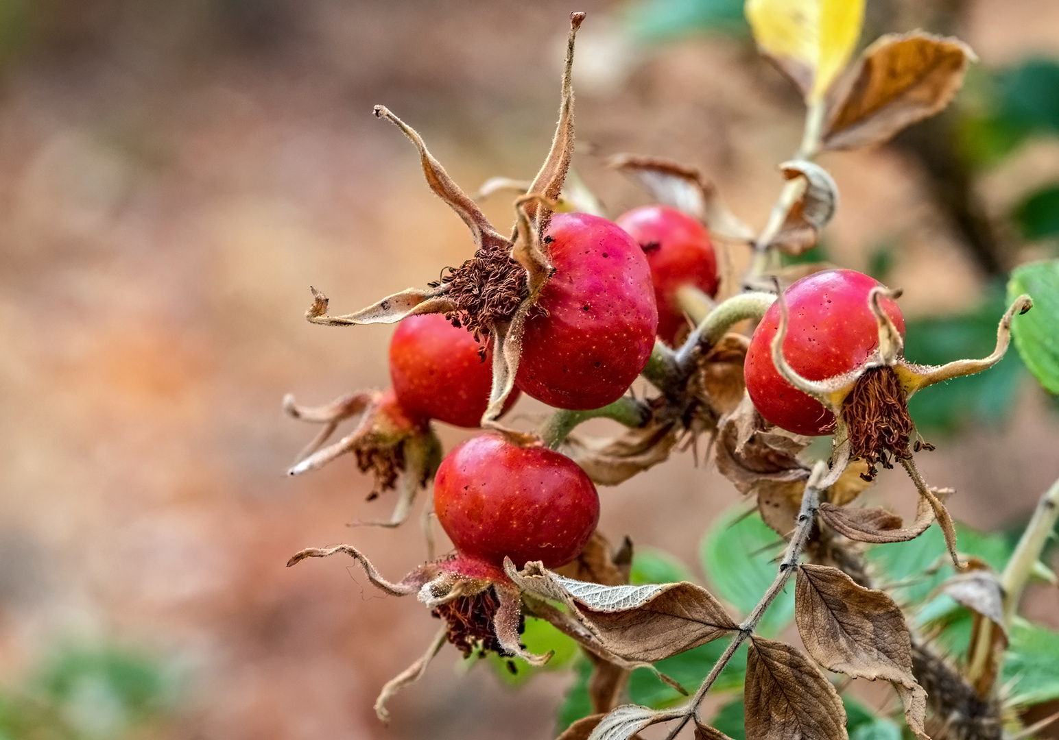 Nach der Blüte