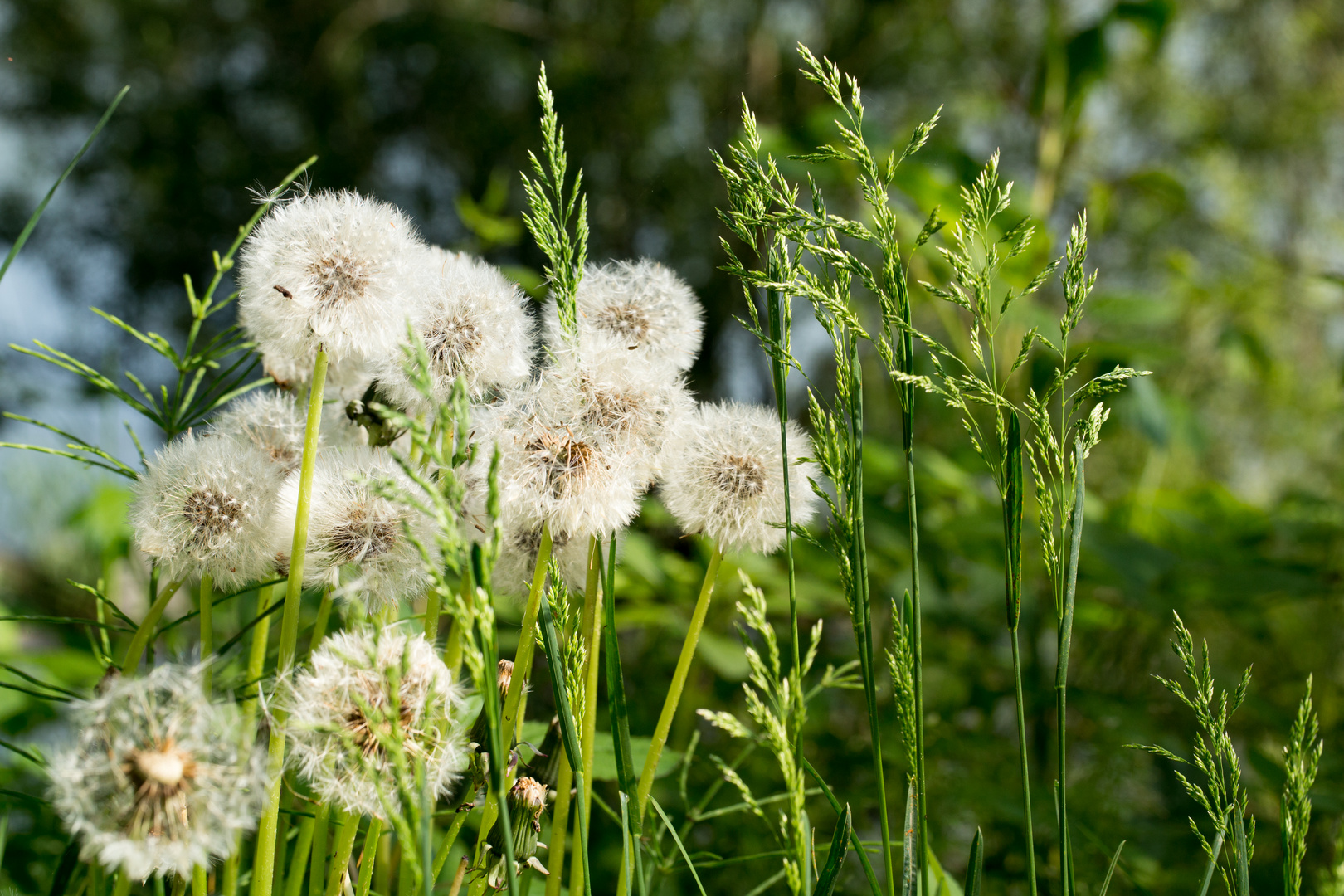 Nach der Blüte