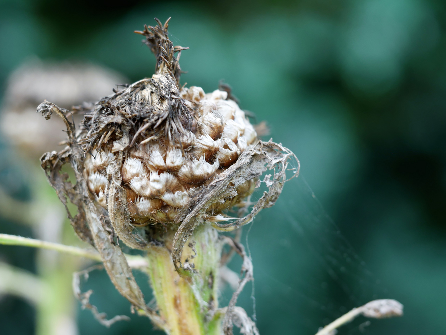 Nach der Blüte