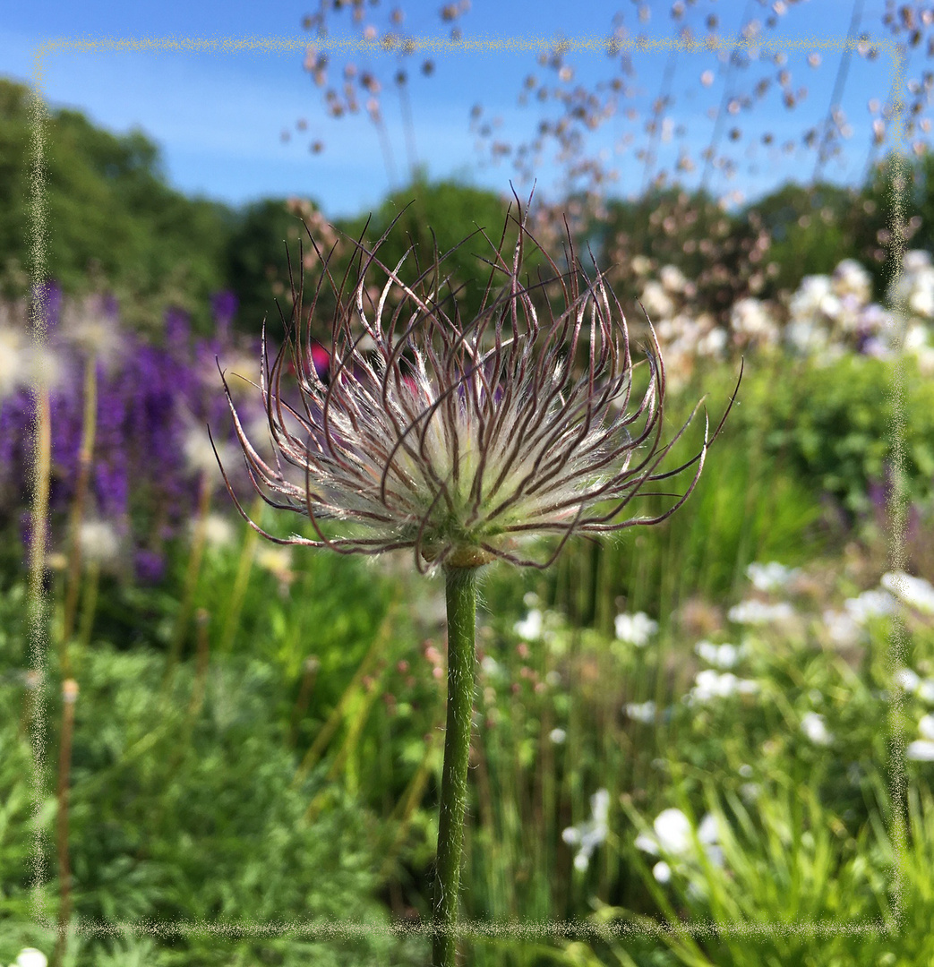 nach der Blüte