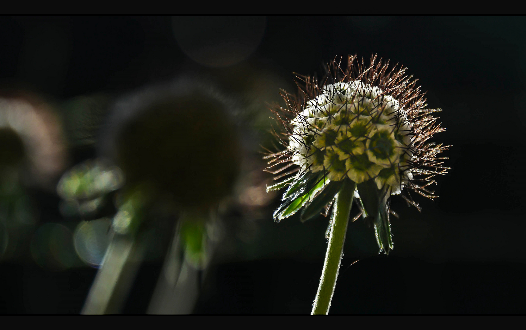 Nach der Blüte ist vor der Blüte