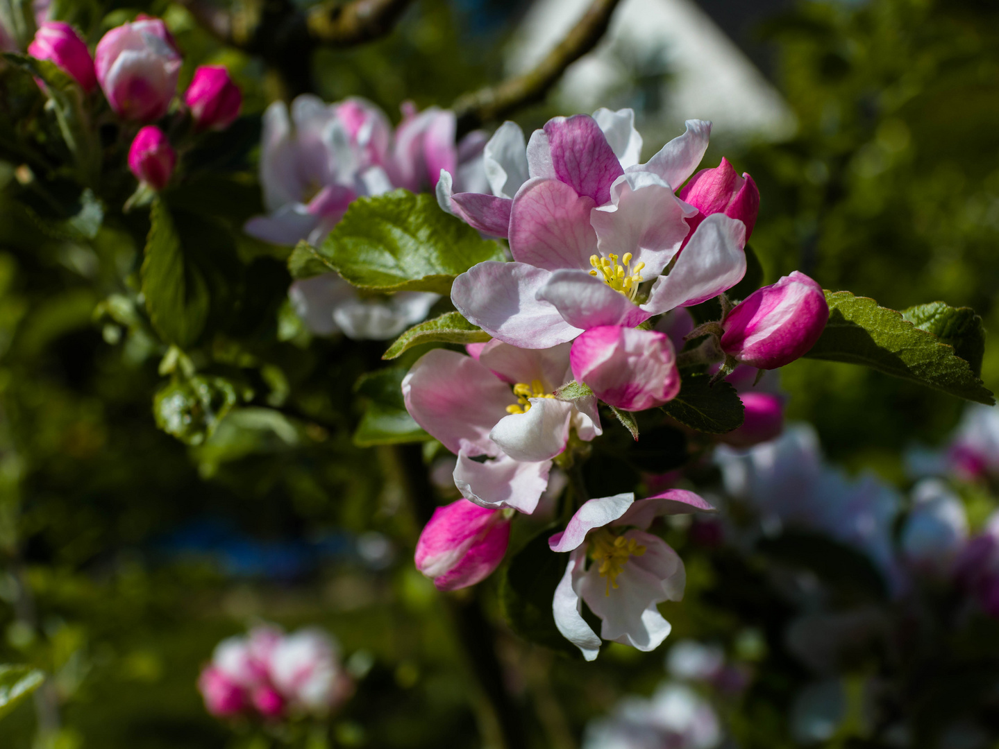 nach der blüte kommt der sommer und viel später die apfelernte