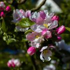 nach der blüte kommt der sommer und viel später die apfelernte