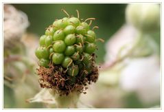 Nach der Blüte wird aus diesem noch etwas grünen knubbeligen Ding