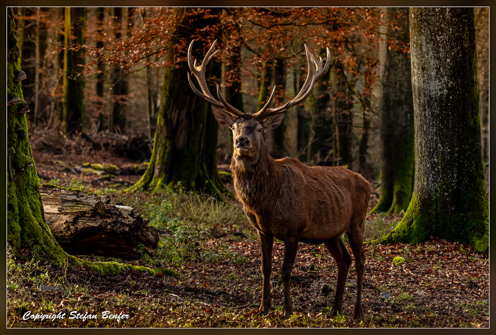 Nach der Brunft