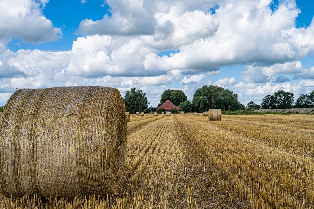 Nach der Ernte.