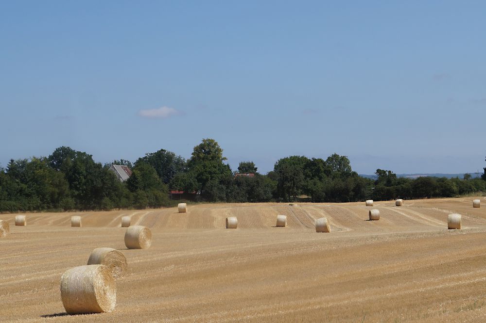 nach der Ernte