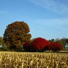 Nach der Ernte - ausklingender Herbst