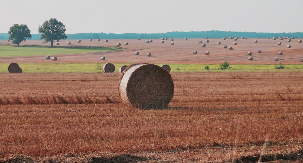 nach der Ernte...