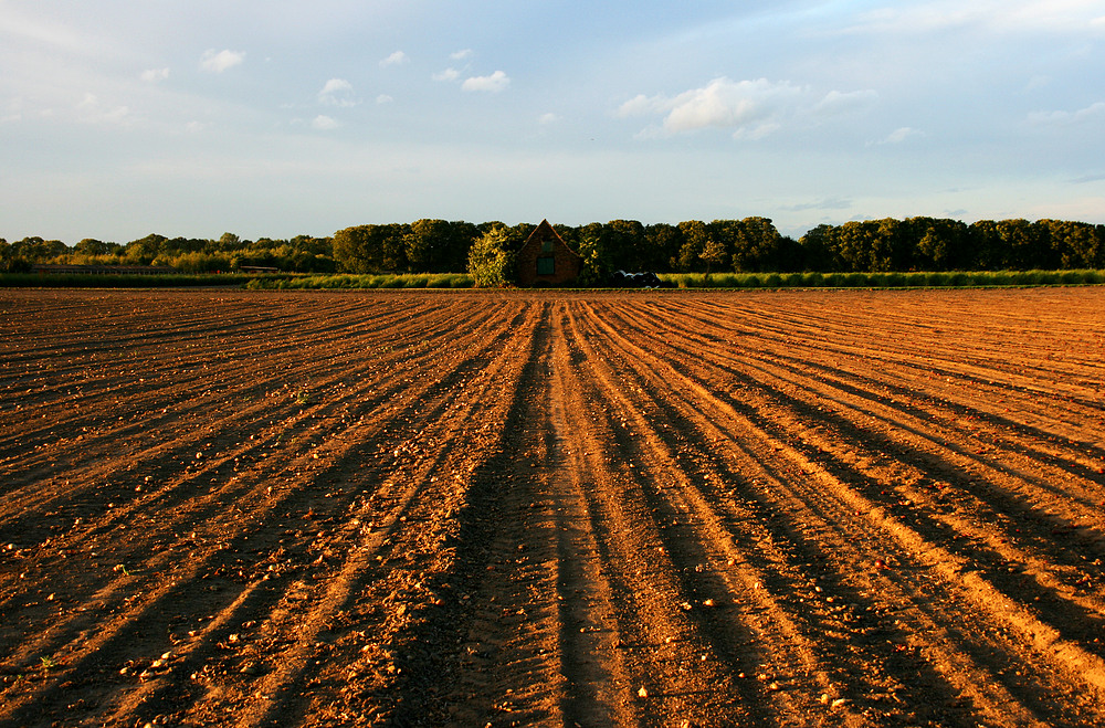 Nach der Ernte I