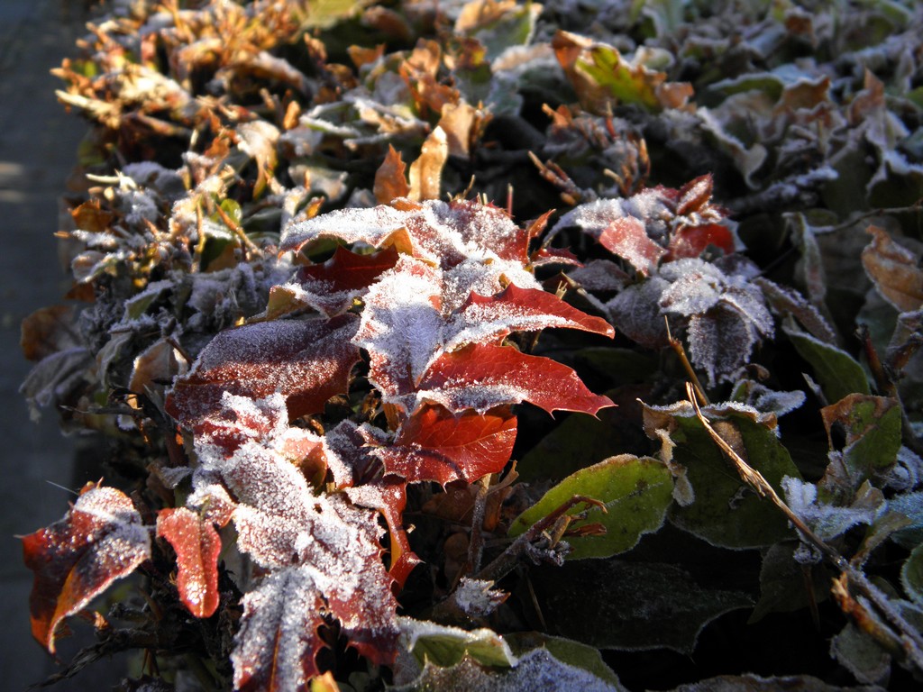 Nach der erste frostnacht