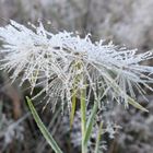 nach der ersten frostigen Nacht