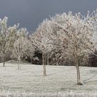 Nach der ersten Frostnacht