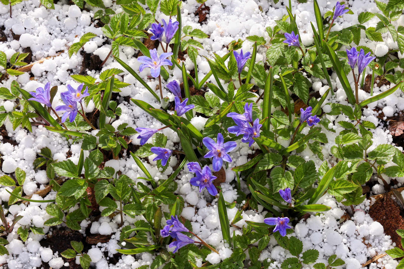 nach der Hagelschauer-Aprilwetter  -  after the hail shower typical april weather