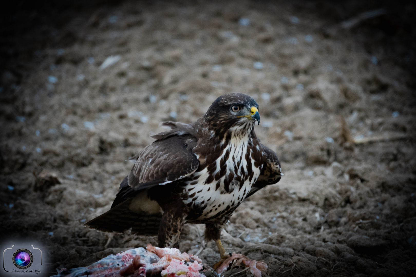 Nach der Jagd ist vor der Mahlzeit