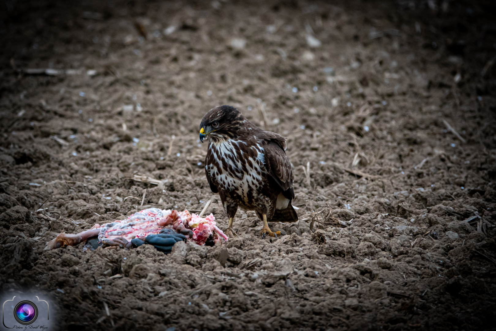 Nach der Jagd ist vor der Mahlzeit