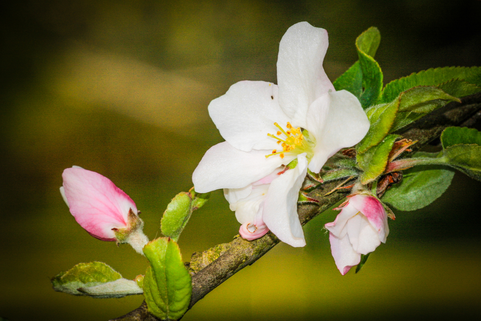 Nach der Kirschenblüte kommt die Apfelbluete