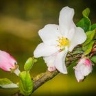 Nach der Kirschenblüte kommt die Apfelbluete