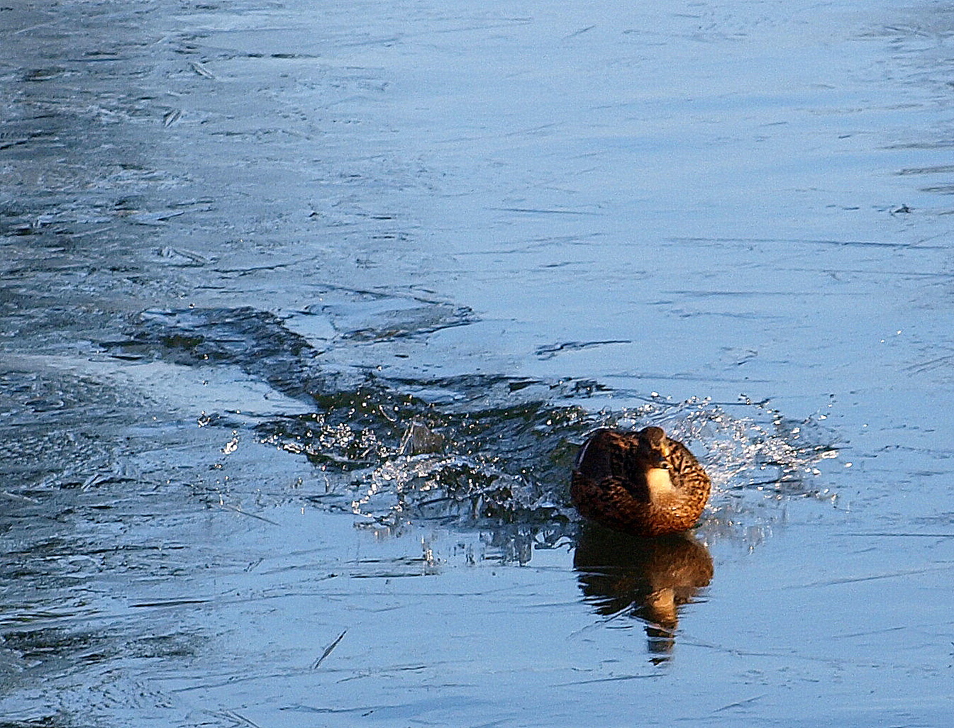 ***Nach der Landung....Eisbrecher***