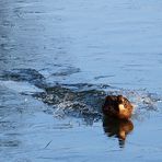 ***Nach der Landung....Eisbrecher***