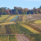 Nach der Lese bei Thörnich/Mosel