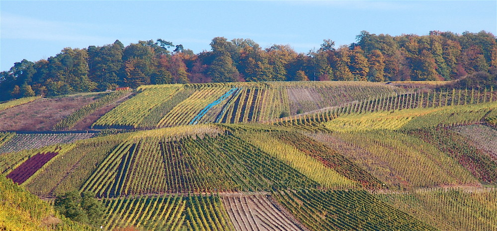 Nach der Lese bei Thörnich/Mosel