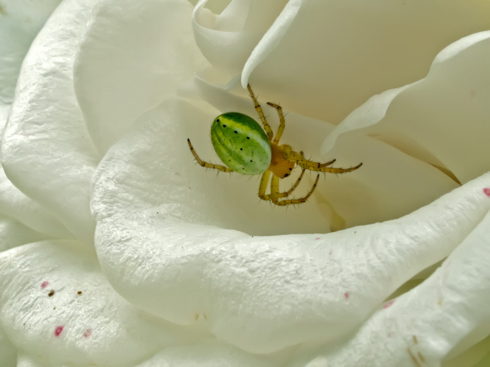 nach der Mahlzeit, ab ins Versteck in der Rosenblüte