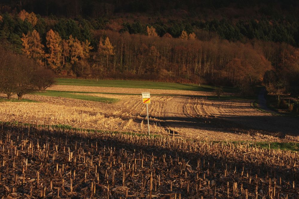 nach der Maisernte am Rande des Schwarzwaldes