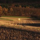 nach der Maisernte am Rande des Schwarzwaldes