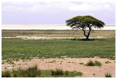 Nach der Namib und der Kalahari hier die Etosha-Pfanne ...