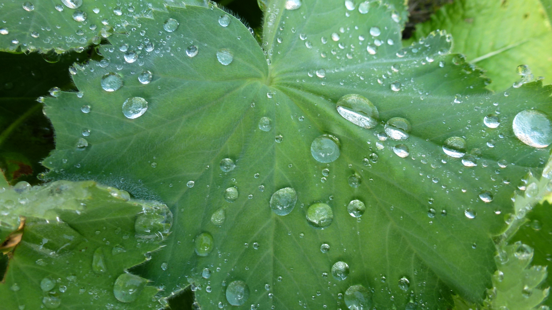 nach der regen