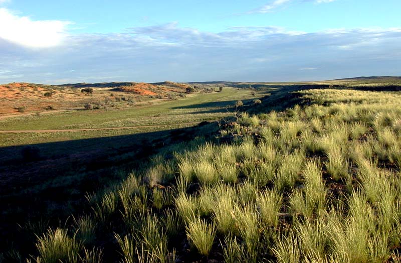 Nach der Regenzeit in der Kalahari