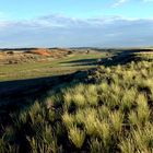 Nach der Regenzeit in der Kalahari