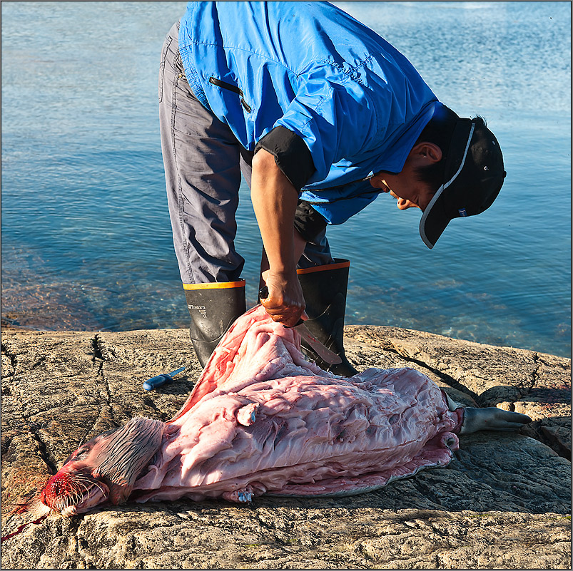 nach der robbenjagd