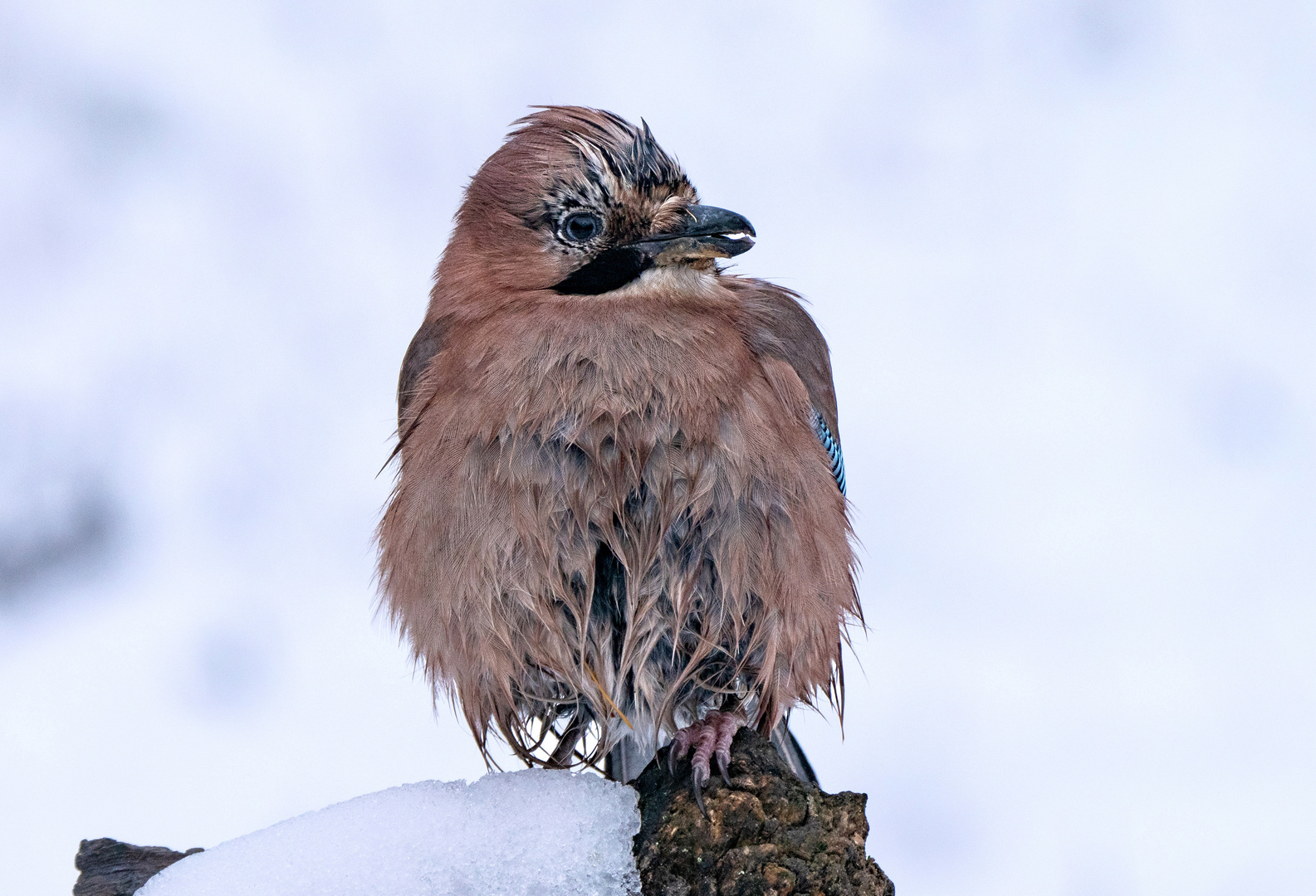 Nach der Schneeballschlacht