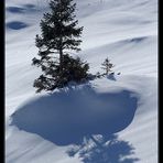 Nach ein paar Tagen jauchzte das kleine Bergtannenkind...