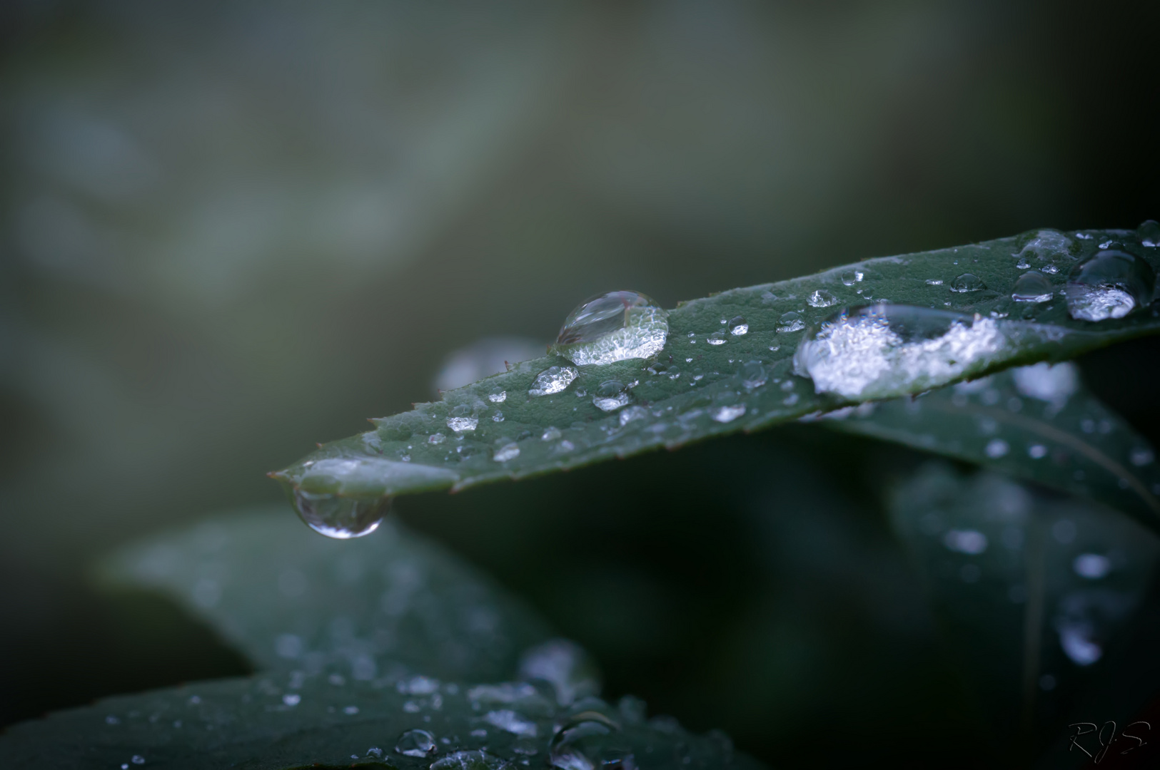 Nach einem Herbstschauer